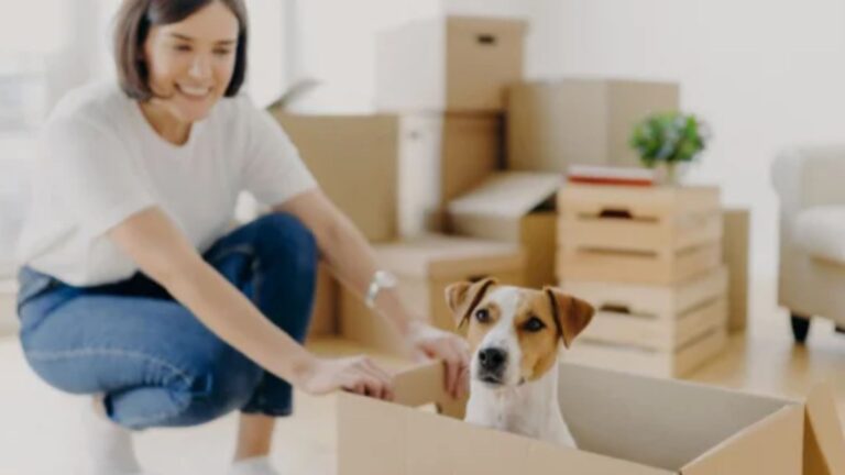 How to Deal with Dog Trauma After Moving?