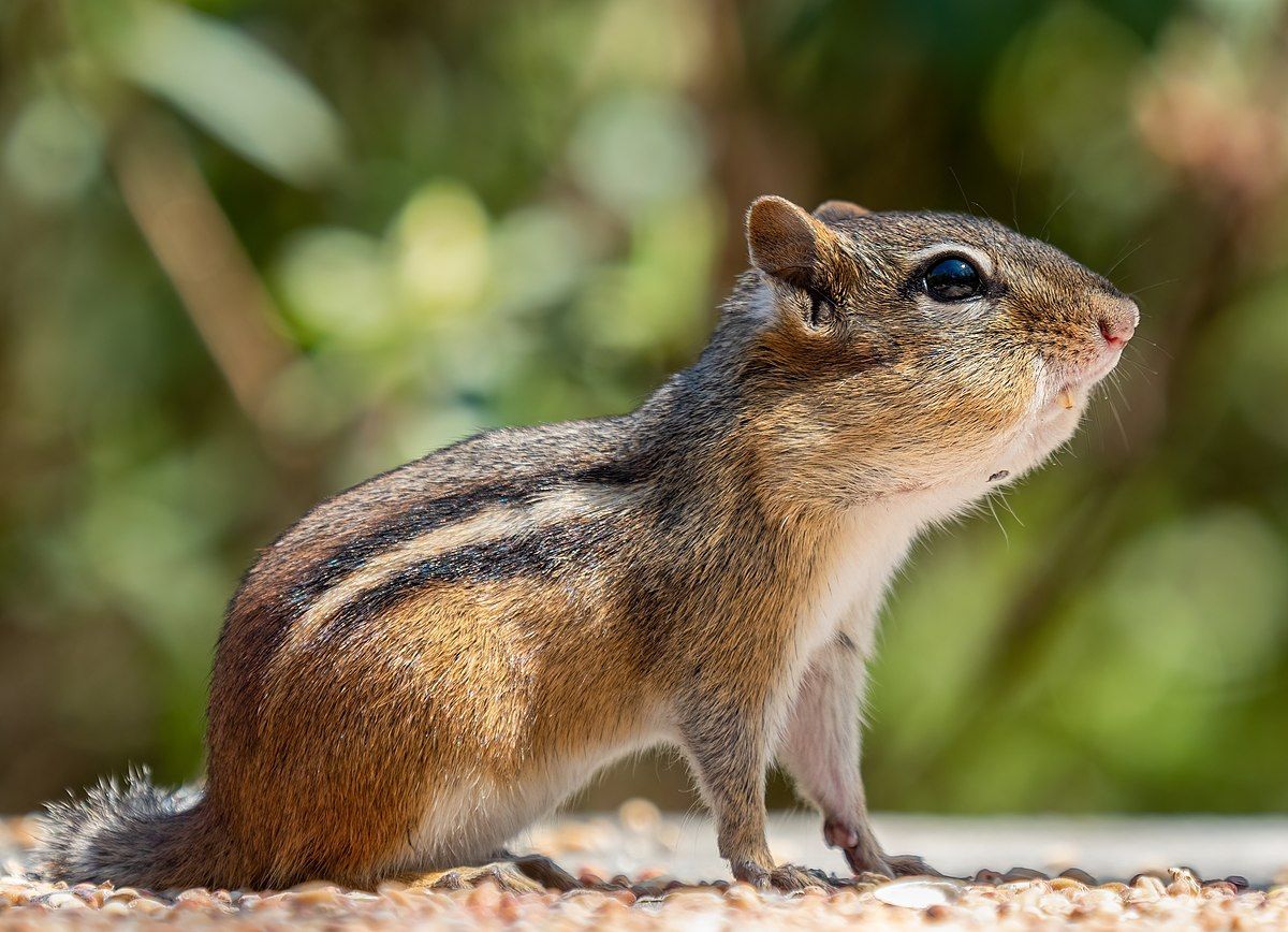 How to Get Rid of Chipmunks: 8 Safe & Effective Methods