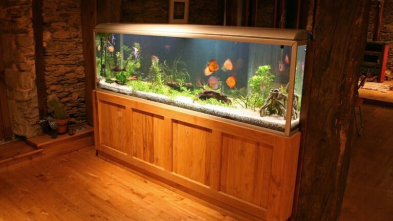 Is It Okay to Move a Fish Tank With Fish in It?