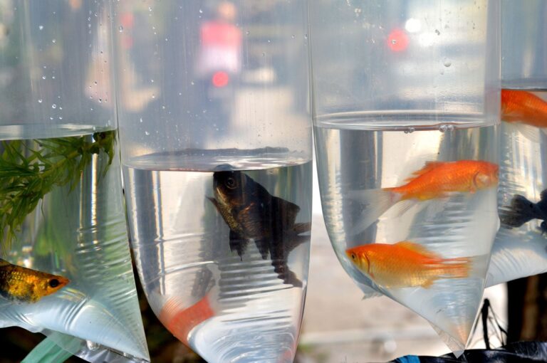 Expert Tips for Transporting Fish Over Long Distances